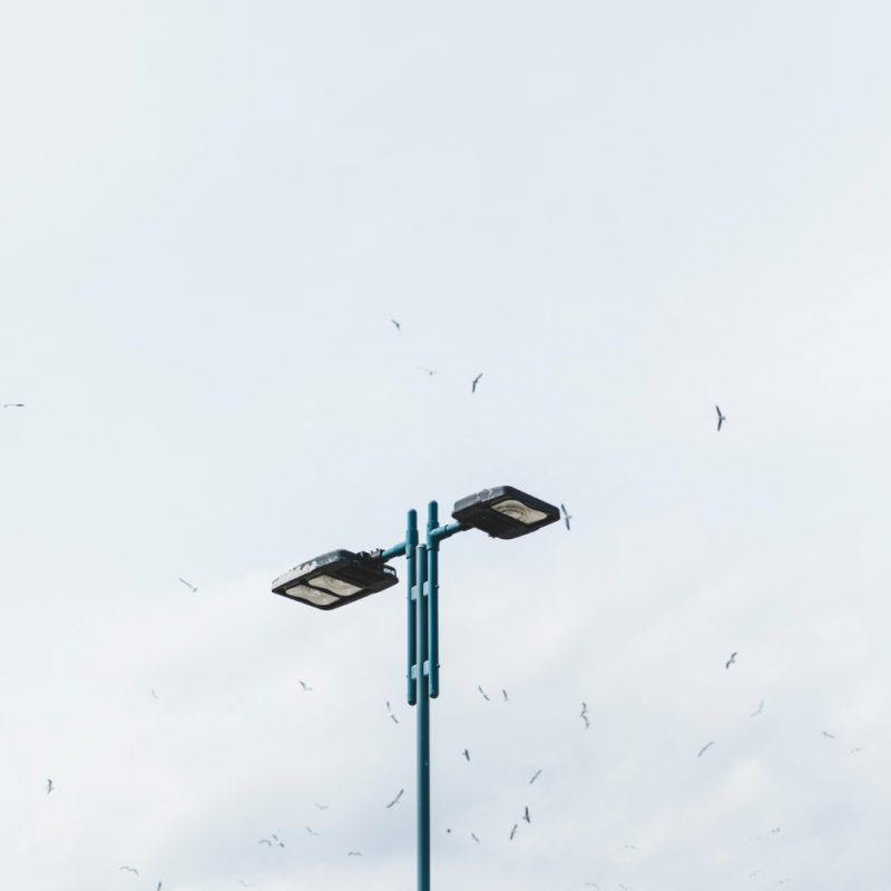 flock-birds-flying-street-light-against-sky
