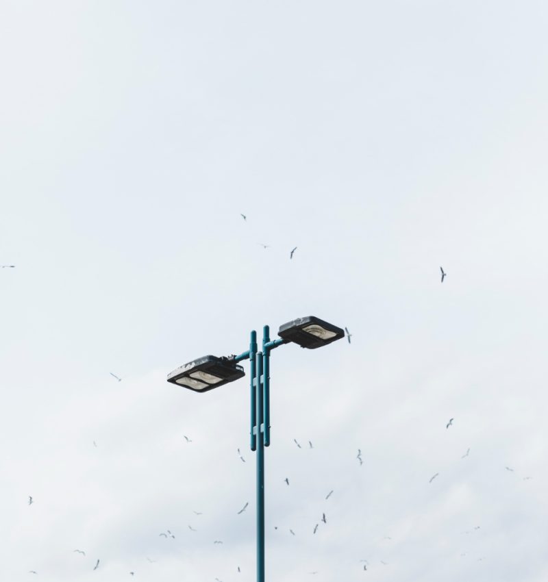 flock-birds-flying-street-light-against-sky